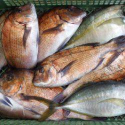 淡路じゃのひれフィッシングパーク 釣果