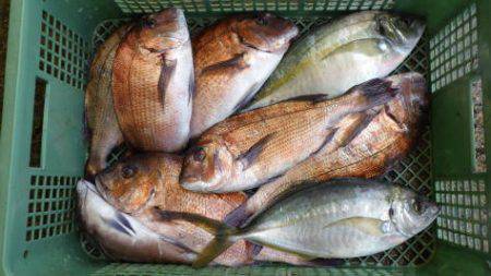 淡路じゃのひれフィッシングパーク 釣果