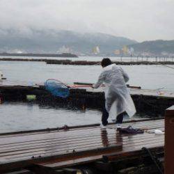 淡路じゃのひれフィッシングパーク 釣果