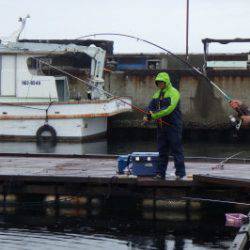 淡路じゃのひれフィッシングパーク 釣果