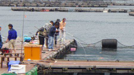 淡路じゃのひれフィッシングパーク 釣果