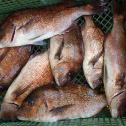 淡路じゃのひれフィッシングパーク 釣果