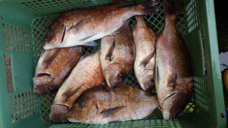 淡路じゃのひれフィッシングパーク 釣果