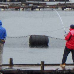 淡路じゃのひれフィッシングパーク 釣果