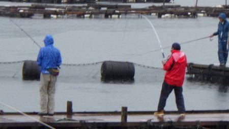 淡路じゃのひれフィッシングパーク 釣果