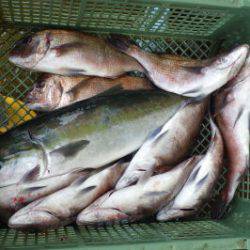 淡路じゃのひれフィッシングパーク 釣果