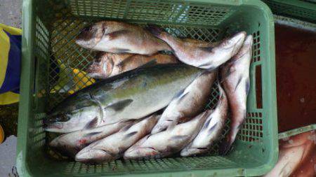 淡路じゃのひれフィッシングパーク 釣果