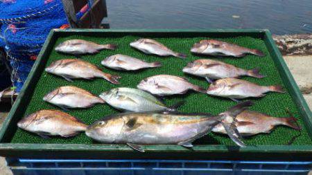 淡路じゃのひれフィッシングパーク 釣果