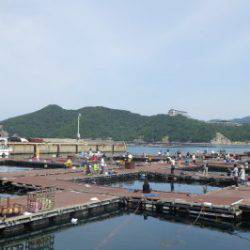 淡路じゃのひれフィッシングパーク 釣果