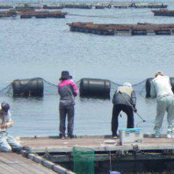 淡路じゃのひれフィッシングパーク 釣果