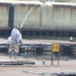 淡路じゃのひれフィッシングパーク 釣果