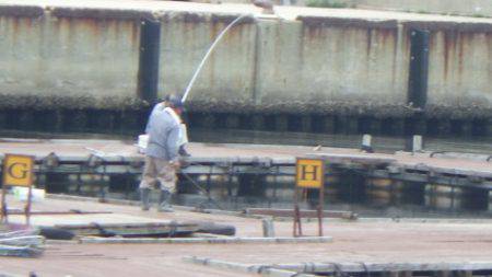 淡路じゃのひれフィッシングパーク 釣果