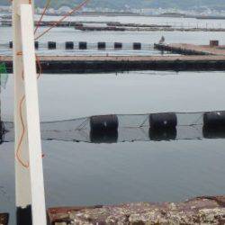 淡路じゃのひれフィッシングパーク 釣果