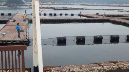 淡路じゃのひれフィッシングパーク 釣果