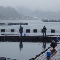 淡路じゃのひれフィッシングパーク 釣果