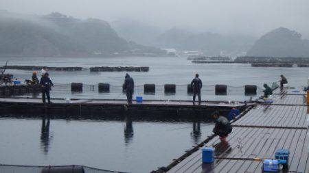 淡路じゃのひれフィッシングパーク 釣果