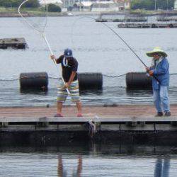 淡路じゃのひれフィッシングパーク 釣果