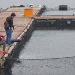 淡路じゃのひれフィッシングパーク 釣果