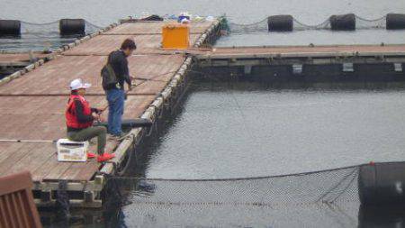 淡路じゃのひれフィッシングパーク 釣果