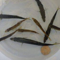 淡路じゃのひれフィッシングパーク 釣果