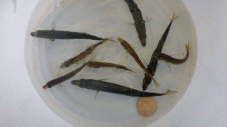 淡路じゃのひれフィッシングパーク 釣果