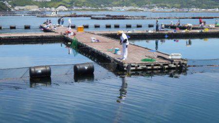 淡路じゃのひれフィッシングパーク 釣果