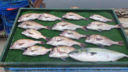 淡路じゃのひれフィッシングパーク 釣果