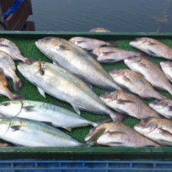 淡路じゃのひれフィッシングパーク 釣果