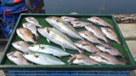 淡路じゃのひれフィッシングパーク 釣果