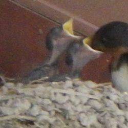 淡路じゃのひれフィッシングパーク 釣果