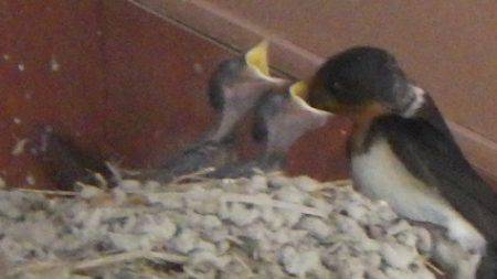 淡路じゃのひれフィッシングパーク 釣果