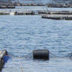 淡路じゃのひれフィッシングパーク 釣果