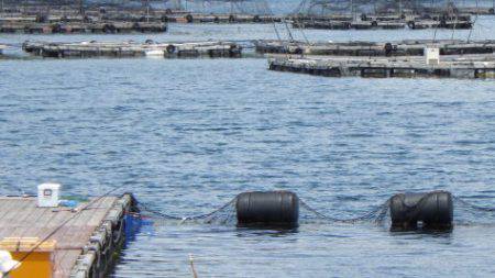 淡路じゃのひれフィッシングパーク 釣果