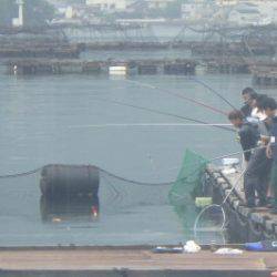 淡路じゃのひれフィッシングパーク 釣果