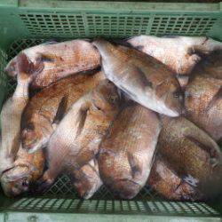 淡路じゃのひれフィッシングパーク 釣果