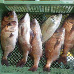 淡路じゃのひれフィッシングパーク 釣果