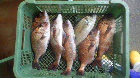 淡路じゃのひれフィッシングパーク 釣果