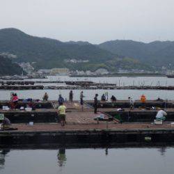 淡路じゃのひれフィッシングパーク 釣果