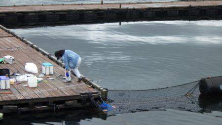 淡路じゃのひれフィッシングパーク 釣果