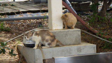 淡路じゃのひれフィッシングパーク 釣果