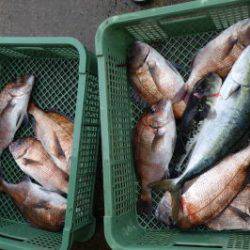 淡路じゃのひれフィッシングパーク 釣果