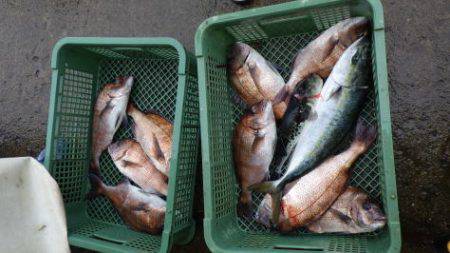 淡路じゃのひれフィッシングパーク 釣果