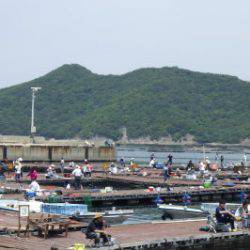 淡路じゃのひれフィッシングパーク 釣果