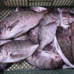 淡路じゃのひれフィッシングパーク 釣果