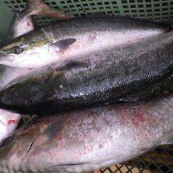 淡路じゃのひれフィッシングパーク 釣果