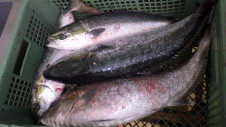 淡路じゃのひれフィッシングパーク 釣果