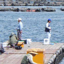 淡路じゃのひれフィッシングパーク 釣果