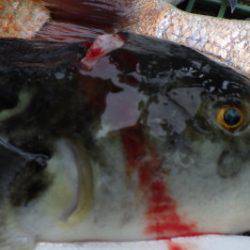 淡路じゃのひれフィッシングパーク 釣果