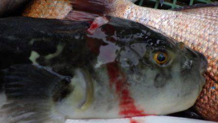 淡路じゃのひれフィッシングパーク 釣果