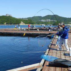 淡路じゃのひれフィッシングパーク 釣果